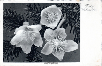 8705A-Grusskarten186-Weihnachten-Tannenzweig-1940-Scan-Vorderseite.jpg