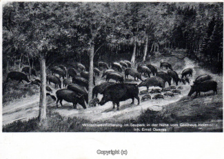 1220A-Holzmuehle263-Wildschweine-1933-Scan-Vorderseite.jpg