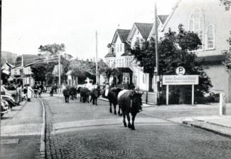 07220A-Hahnenklee209-Hauptstrasse-Kuehe-Scan-Vorderseite.jpg
