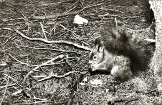 25550A-HarzDiverse153-Eichhoernchen-Scan-Vorderseite.jpg