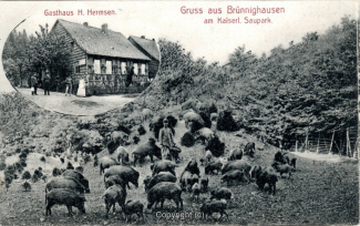 0022A-Bruennighausen96-Multibilder-Gasthaus-Hermsen-Wildschweine-Scan-Vorderseite.JPG