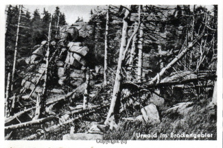 5860A-Brocken132-09-Urwald-im-Brockengebiet-Leporello-Scan-Vorderseite.jpg