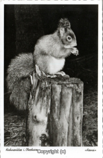 29050A-Hahnenklee395-Eichhoernchen-Hansi-Scan-Vorderseite.jpg