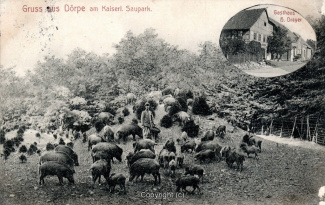 0231A-Doerpe127-Wildschweine-1912-Scan-Vorderseite.jpg