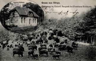 2420A-Doerpe133-Multibilder-Wildschweine-Eichhost-1907-Scan-Vorderseite.jpg
