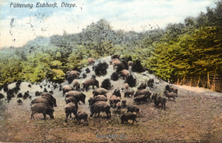 2430A-Doerpe125-Wildschweine-1913-Scan-Vorderseite.jpg