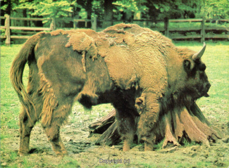 4650A-Saupark388-Wisent-Scan-Vorderseite.jpg