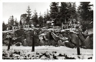 2770A-Schierke122-Wildfuetterung-Winter-Scan-Vorderseite.jpg