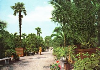 1285A-Pyrmont282-Palmengarten-Scan-Vorderseite.jpg