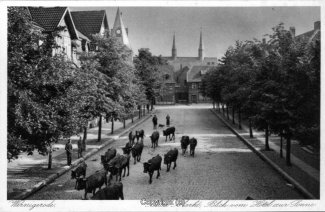 2260A-Wernigerode333-Neuer-Markt-Kuehe-Scan-Vorderseite.jpg
