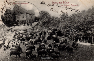 0005A-Doerpe134-Multibilder-Wildschweine-Bokelmann-1910-Scan-Vorderseite.jpg