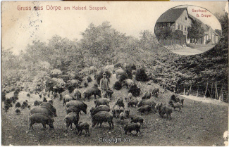 0028A-Doerpe127-Wildschweine-1912-Scan-Vorderseite.jpg