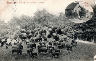 0028A-Doerpe127-Wildschweine-1912-Scan-Vorderseite.jpg