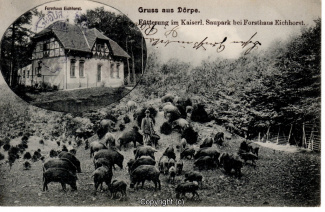 0072A-Doerpe133-Multibilder-Wildschweine-Eichhost-1907-Scan-Vorderseite.jpg