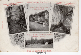 0085A-Osterwald261-Multibilder-Fichtenwirt-1906-Scan-Vorderseite.jpg
