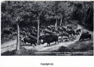 1220A-Holzmuehle263-Wildschweine-1933-Scan-Vorderseite.jpg