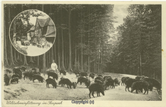 1240A-Holzmuehle247-Multibilder-Wildschweine-1901-Scan-Vorderseite.jpg