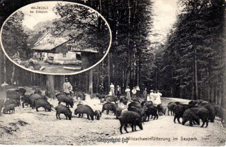 1260A-Holzmuehle264-Multibilder-Wildschweine-1915-Scan-Vorderseite.jpg