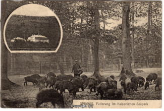 0840A-Saupark222-Multibilder-Schloss-Wildschweine-1910-Scan-Vorderseite.jpg