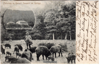 0880A-Saupark226-Multibilder-Schloss-Wildschweine-1902-Scan-Vorderseite.jpg