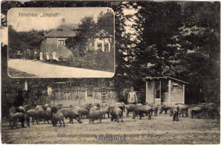 2200A-Saupark251-Multibilder-Eispfad-Wildschweine-1908-Scan-Vorderseite.jpg