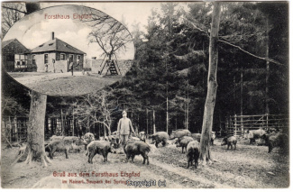 2220A-Saupark253-Multibilder-Eispfad-Wildschweine-1907-Scan-Vorderseite.jpg