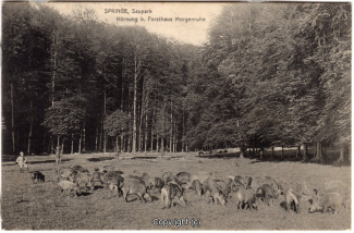 2250A-Saupark257-Morgenruhe-Wildschweine-1910-Scan-Vorderseite.jpg