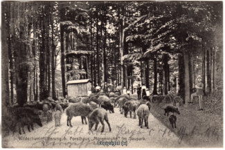 2310A-Saupark261-Morgenruhe-Wildschweine-1916-Scan-Vorderseite.jpg