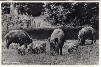 4010A-Saupark284-Wildschweine-1937-Scan-Vorderseite.jpg