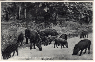 4090A-Saupark290-Wildschweine-1935-Scan-Vorderseite.jpg
