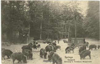 4110A-Saupark148-Wildschweine-1907-Scan-Vorderseite.jpg