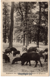 4260A-Saupark297-Wildschweine-1935-Scan-Vorderseite.jpg