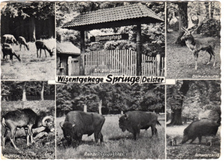 6140A-Saupark328-Multibilder-Wisentgehege-1964-Scan-Vorderseite.jpg