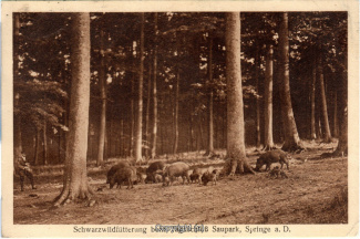4055A-Saupark372-Wildschweine-1929-Scan-Vorderseite.jpg